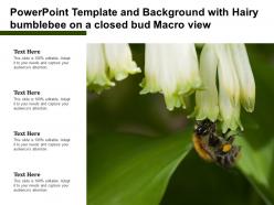 Powerpoint Template And Background With Hairy Bumblebee On A Closed Bud Macro View