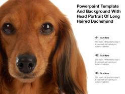 Powerpoint Template And Background With Head Portrait Of Long Haired Dachshund