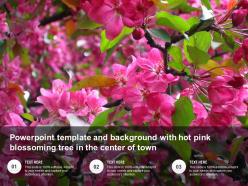 Powerpoint template and background with hot pink blossoming tree in the center of town