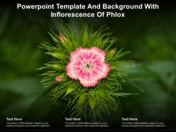 Powerpoint template and background with inflorescence of phlox