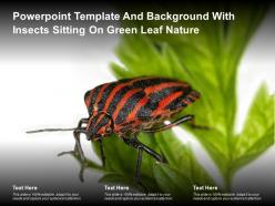 Powerpoint template and background with insects sitting on green leaf nature