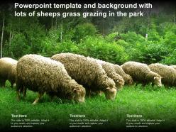 Powerpoint template and background with lots of sheeps grass grazing in the park