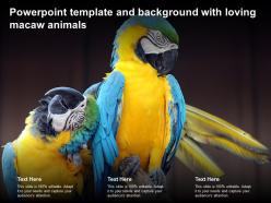 Powerpoint template and background with loving macaw animals