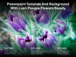 Powerpoint template and background with lush pasque flowers beauty