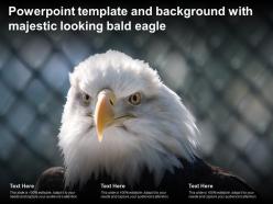 Powerpoint template and background with majestic looking bald eagle