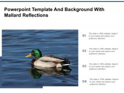 Powerpoint template and background with mallard reflections