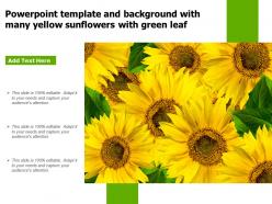 Powerpoint template and background with many yellow sunflowers with green leaf