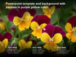 Powerpoint template and background with pansies in purple yellow color