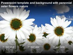 Powerpoint template and background with perennial aster flowers nature