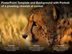 Powerpoint template and background with portrait of a prowling cheetah at sunset