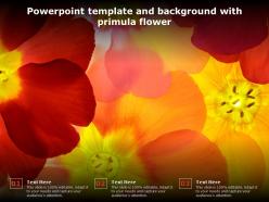 Powerpoint template and background with primula flower
