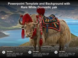 Powerpoint template and background with rare white domestic yak
