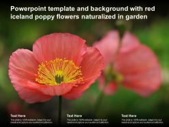Powerpoint template and background with red iceland poppy flowers naturalized in garden