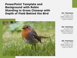 Powerpoint template and background with robin standing in grass closeup with depth of field behind the bird