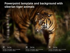 Powerpoint template and background with siberian tiger animals