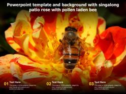 Powerpoint template and background with singalong patio rose with pollen laden bee