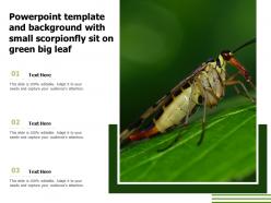 Powerpoint template and background with small scorpionfly sit on green big leaf