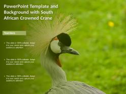 Powerpoint template and background with south african crowned crane bird beauty