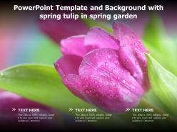 Powerpoint template and background with spring tulip in spring garden