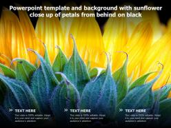 Powerpoint template and background with sunflower close up of petals from behind on black