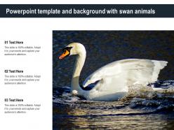Powerpoint template and background with swan animals