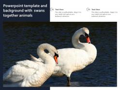 Powerpoint template and background with swans together animals