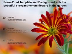 Powerpoint template and background with the beautiful chrysanthemum flowers in the garden