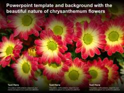 Powerpoint template and background with the beautiful nature of chrysanthemum flowers