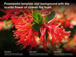 Powerpoint template and background with the scarlet flower of chilean fire bush