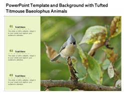Powerpoint template and background with tufted titmouse baeolophus animals