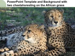 Powerpoint template and background with two cheetahsresting on the african grass