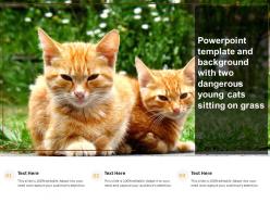 Powerpoint template and background with two dangerous young cats sitting on grass