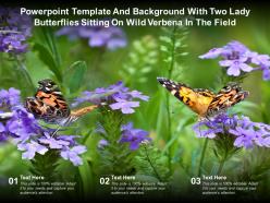 Powerpoint template and background with two lady butterflies sitting on wild verbena in the field