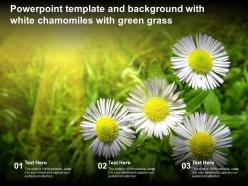 Powerpoint template and background with white chamomiles with green grass