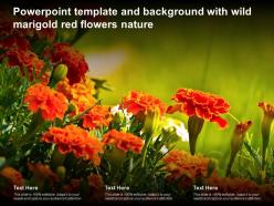 Powerpoint template and background with wild marigold red flowers nature