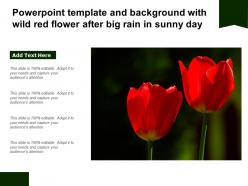 Powerpoint template and background with wild red flower after big rain in sunny day