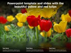 Powerpoint template and slides with the beautiful yellow and red tulips