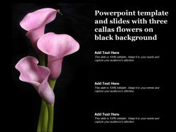 Powerpoint template and slides with three callas flowers on black background