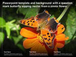 Powerpoint template with a question mark butterfly sipping nectar from a zinnia flower