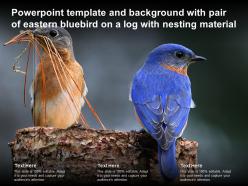 Powerpoint template with pair of eastern bluebird on a log with nesting material