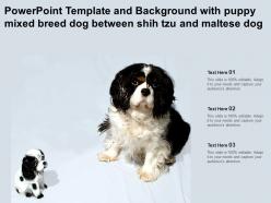 Powerpoint template with puppy mixed breed dog between shih tzu and maltese dog