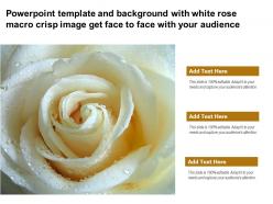 Powerpoint template with white rose macro crisp image get face to face with your audience