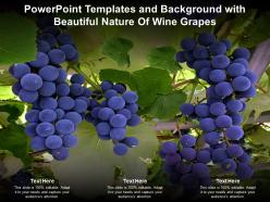 Powerpoint templates and background with beautiful nature of wine grapes