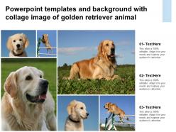 Powerpoint templates and background with collage image of golden retriever animal