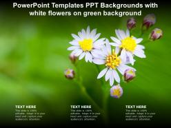 Powerpoint templates ppt backgrounds with white flowers on green background