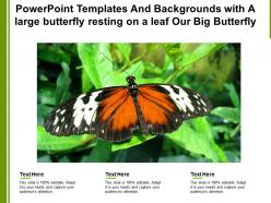 Powerpoint templates with a large butterfly resting on a leaf our big butterfly