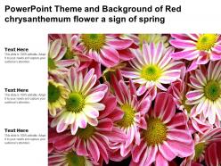 Powerpoint theme and background of red chrysanthemum flower a sign of spring