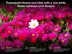 Powerpoint theme and slide with a one white flower between pink flowers