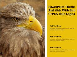 Powerpoint theme and slide with bird of prey bald eagles