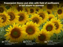 Powerpoint theme and slide with field of sunflowers in full bloom in summer